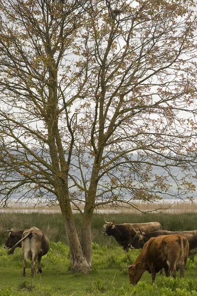 Kühe unter einem Baum — Stockfoto