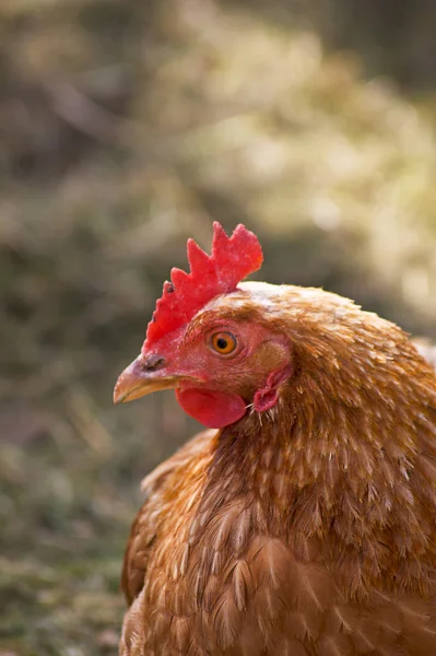 갈색 닭 — 스톡 사진