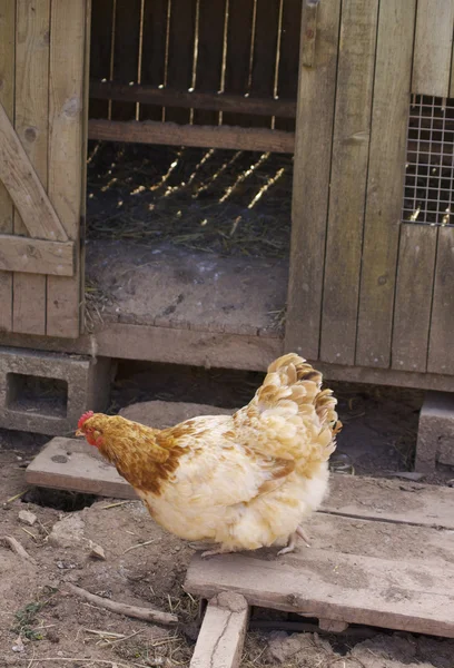 Boerderij kip — Stockfoto