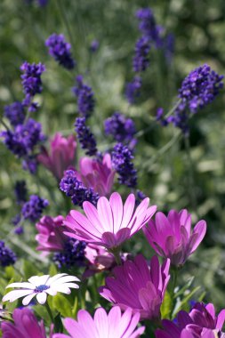 Lavendar and Daisy clipart