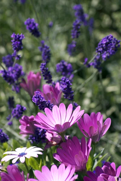 Lavendel och daisy — Stockfoto