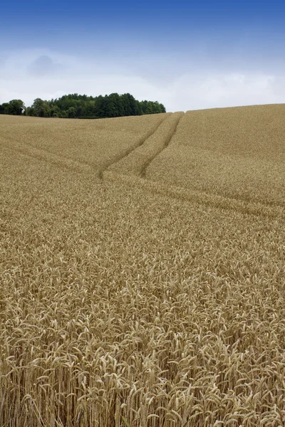 stock image Rolling Wheat Field