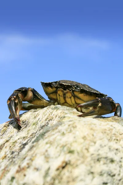 King of the Crabs — Stock Photo, Image