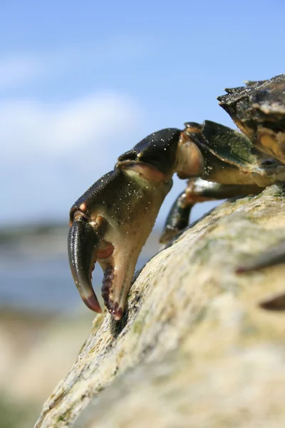 Krabben klauw — Stockfoto