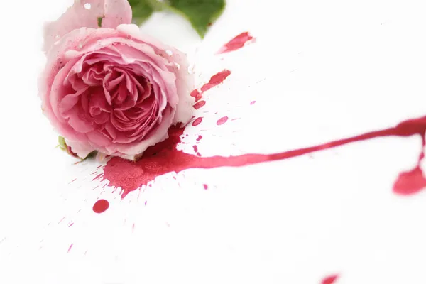 Кровавая роза — стоковое фото