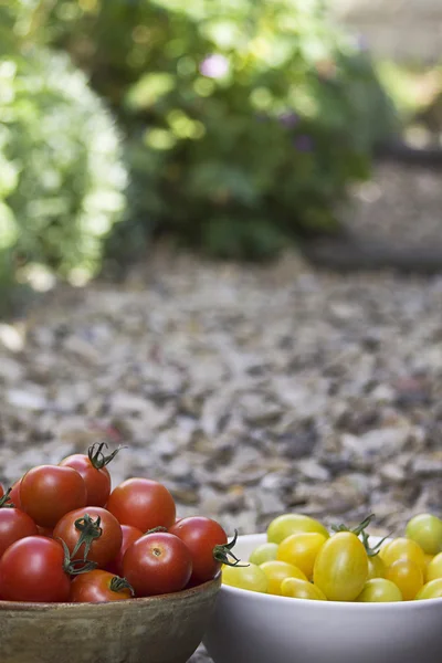 Fresh Tomatoes — Stock Photo, Image