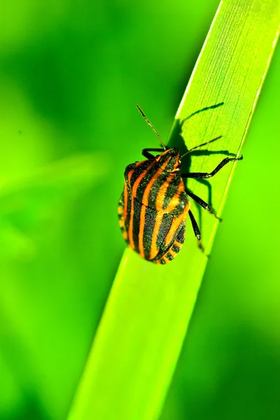 Bedbug on leaf i — Stock Photo, Image