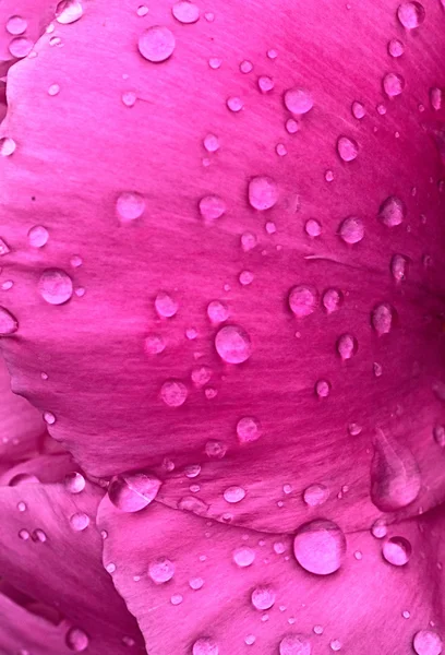 Рожева квітка з краплями води — стокове фото