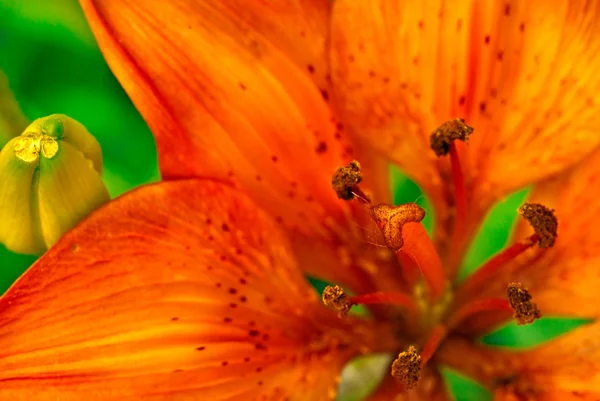 Orange asian lily — Stock Photo, Image
