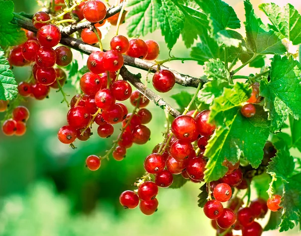 stock image Redcurrant