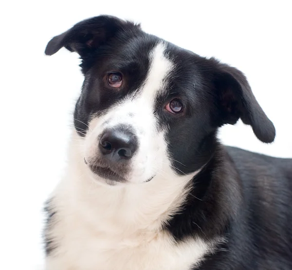 Border collie in front — Stock Photo, Image