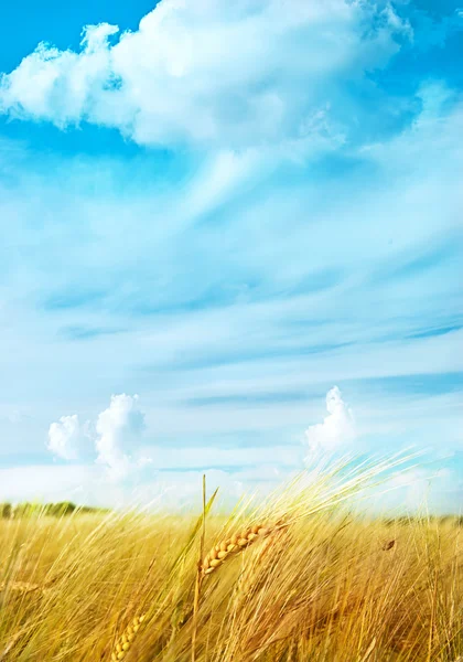 風景 - 小麦と空 — ストック写真