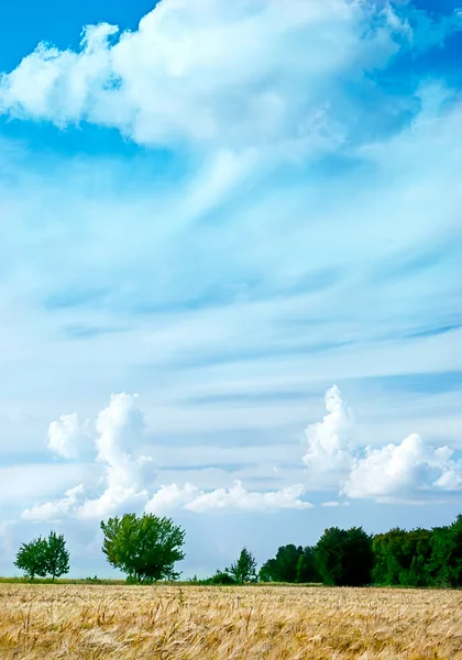 Пейзаж - пшеница и небо — стоковое фото