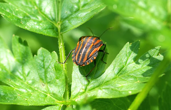 Bedbug on leaf — Stock Photo, Image