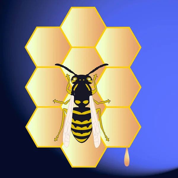 Honigwaben und eine Biene — Stockvektor