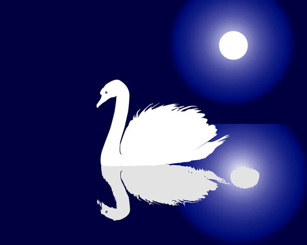 White swan floating on water