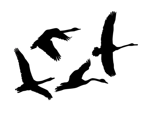 Силуэты группы летающих лебедей — стоковый вектор