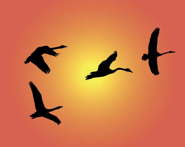 Silhuetas de grupo de cisnes voadores —  Vetores de Stock