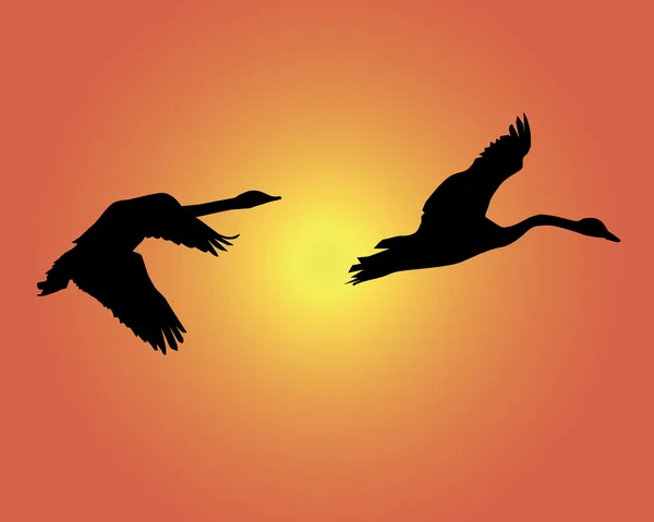 Silhouettes of two flying swans — Stock Vector