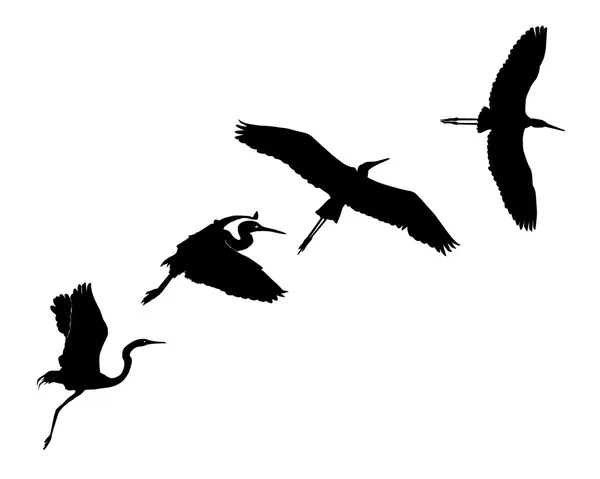 Group of silhouettes of a heron — Stock Vector
