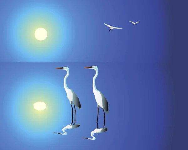 Two white herons — Stock Vector