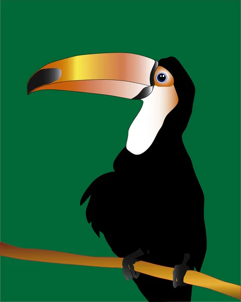 Vogel toucan — Stockvector