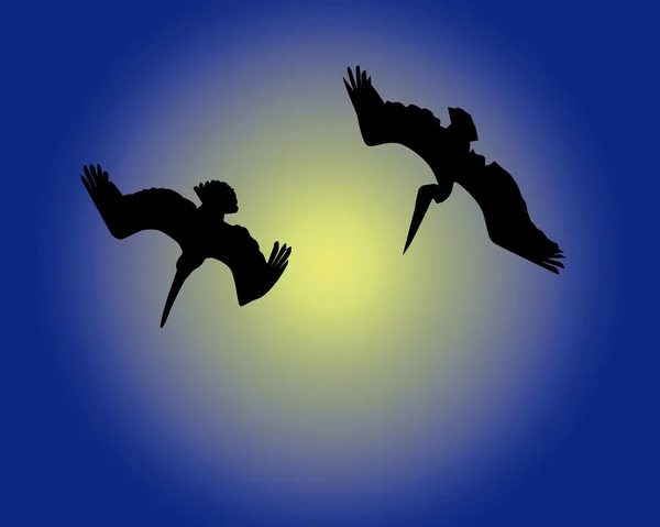 Twee duiken pelikanen — Stockvector