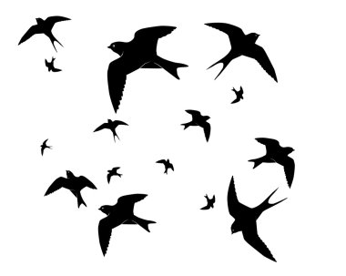 Flying swallows clipart