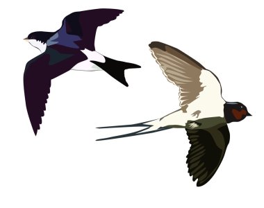 Flying swallows clipart