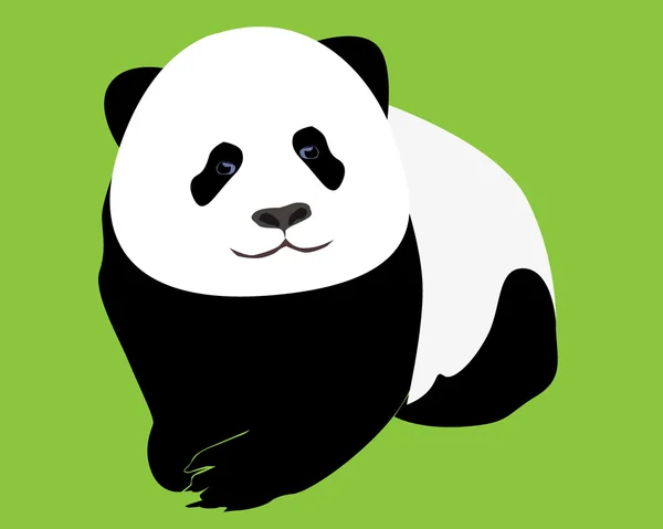 Jovem panda — Vetor de Stock