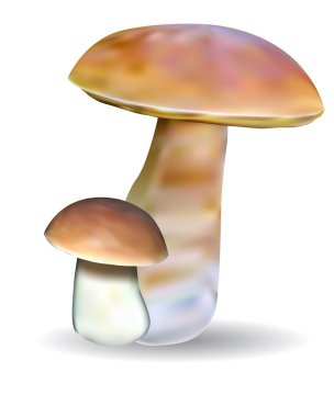 Two mushrooms clipart