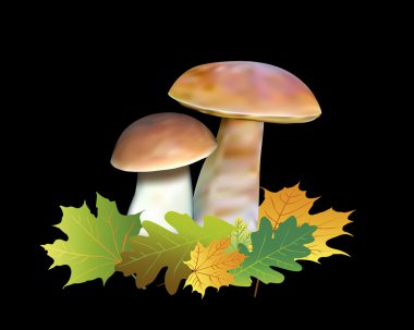sonbahar yaprakları ile iki mantar