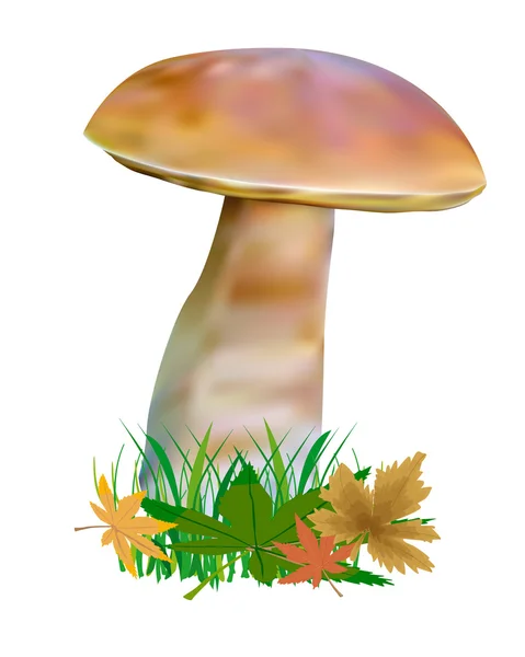 stock vector Mushroom with leaves