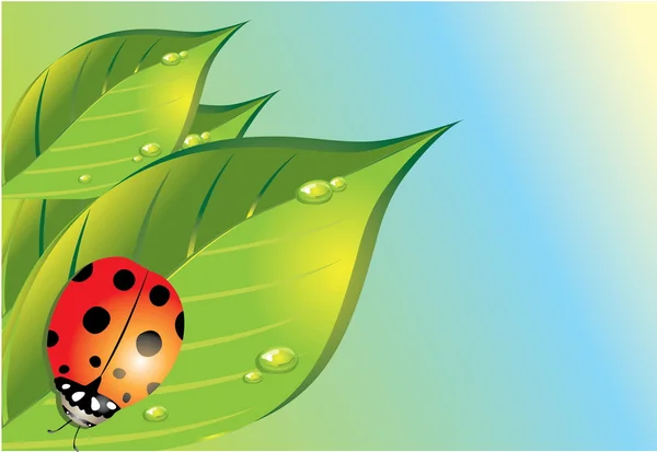 Ladybird di rumput hijau - Stok Vektor
