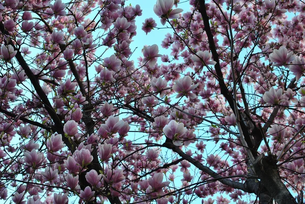 용설란 꽃 이 봄에 핀다 — 스톡 사진