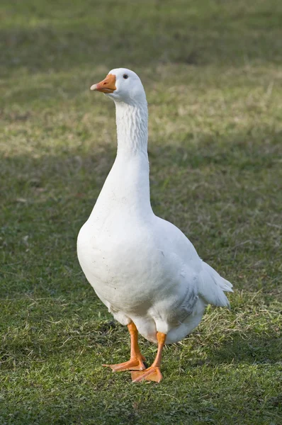 stock image White goose.