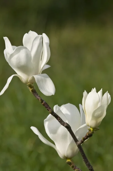 White magnolia flower. — Stock Photo, Image