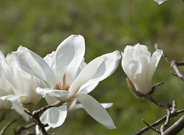 White magnolia flower. — Stock Photo, Image