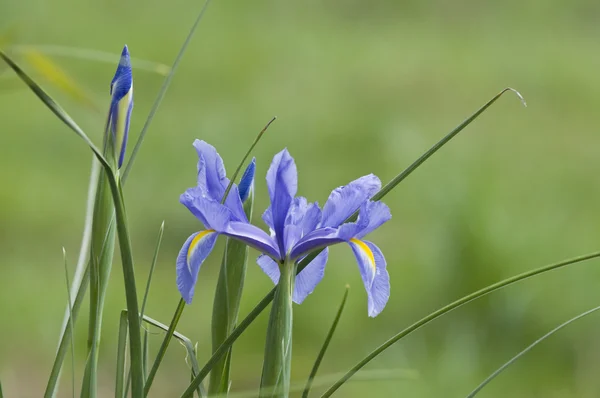 Kwiat niebieski irys. — Zdjęcie stockowe