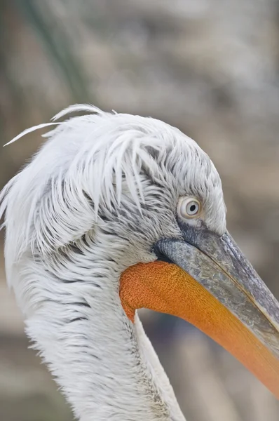 Pelicano . — Fotografia de Stock