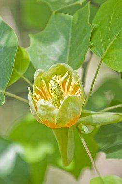 Tulip tree flower. clipart