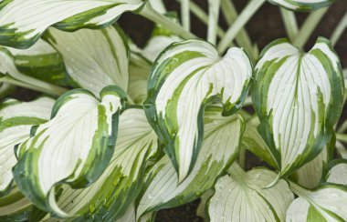 alacalı hosta yaprakları.