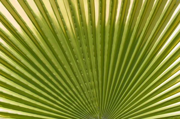 Texture de feuille de palmier . — Photo