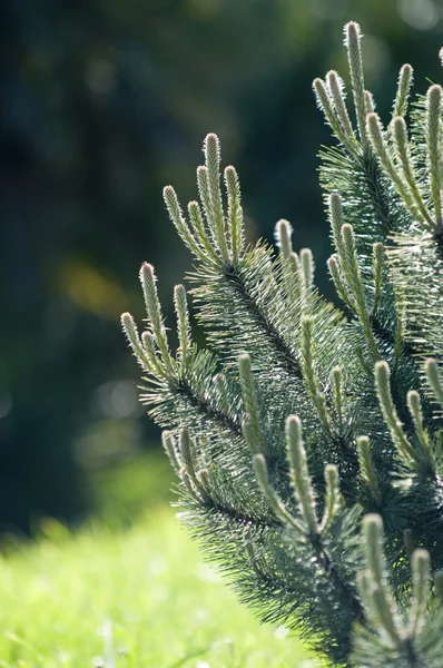 stock image Pine.