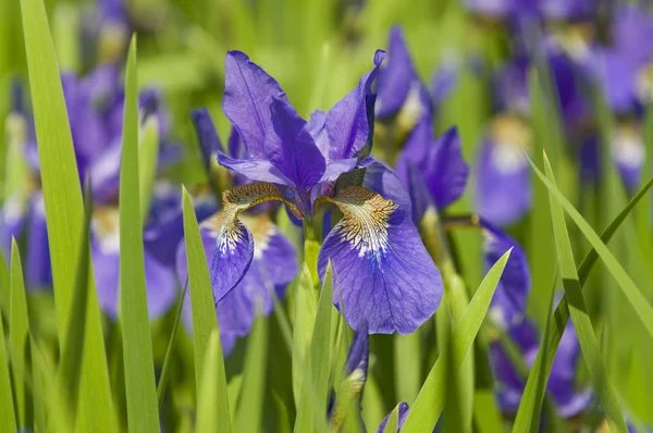 Fiore di iride blu . — Foto Stock