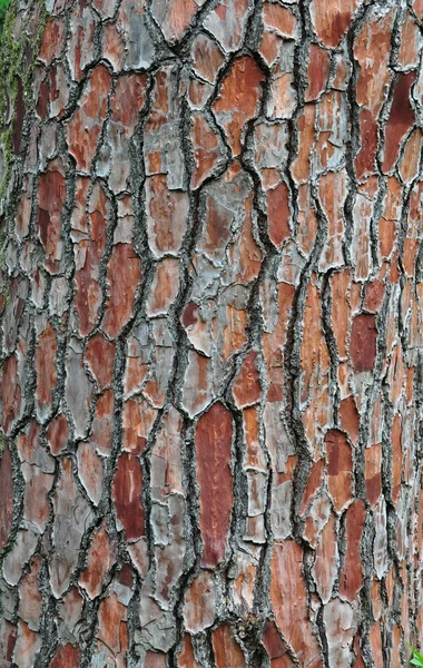 Pine cortex. — Stock Photo, Image