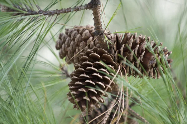 stock image Branch of the pine.