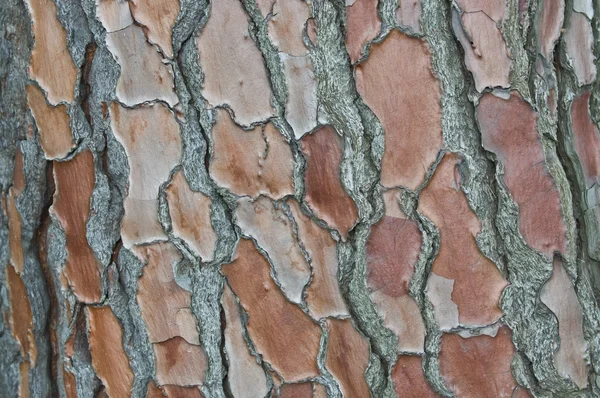Pine cortex. — Stockfoto
