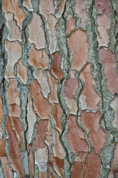 Corteza de pino . — Foto de Stock