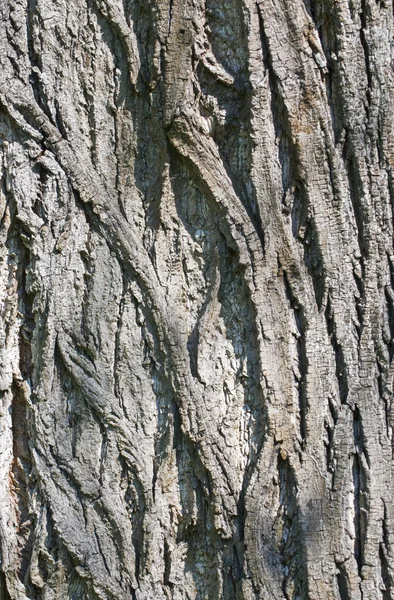 Textura do córtex da árvore . — Fotografia de Stock